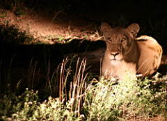 lions gomo gomo IMG_5336.JPG